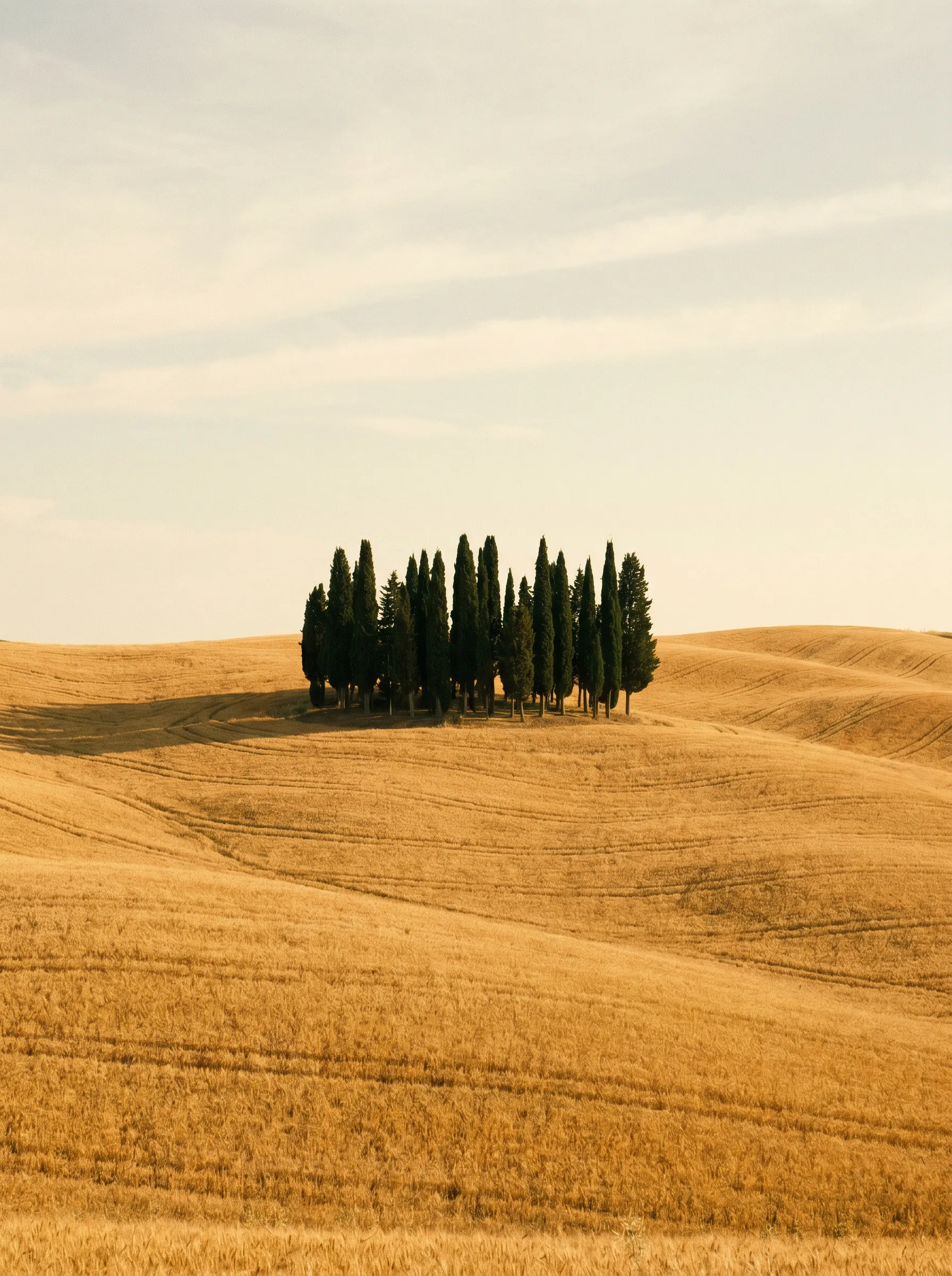 Cypress trees on rolling Tuscan hills in morning light