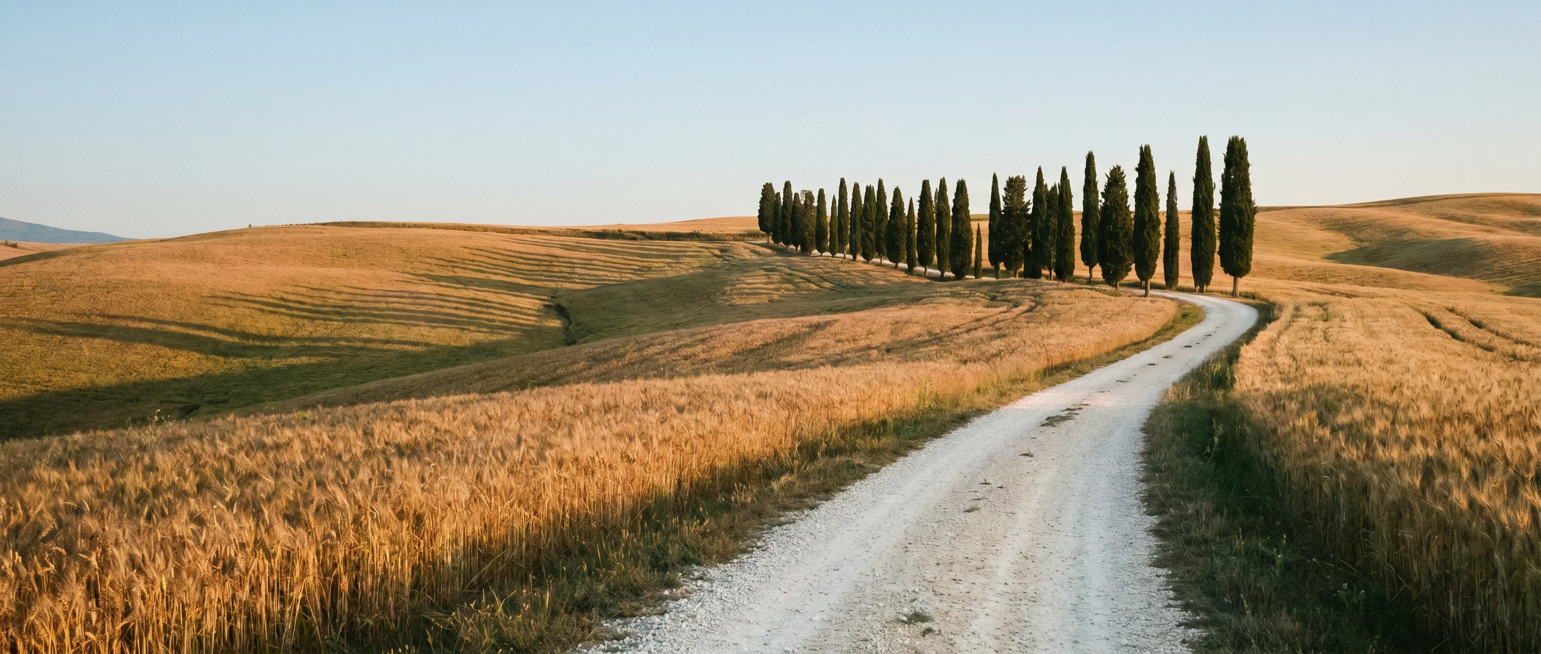 White gravel road between cypress trees in early morning